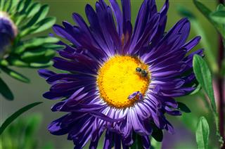 Aster