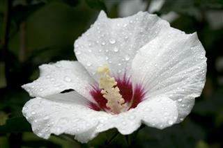 Rose Of Sharon