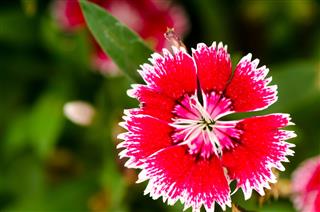 Dianthus Chinensis Flower