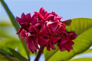 Dark red plumeria