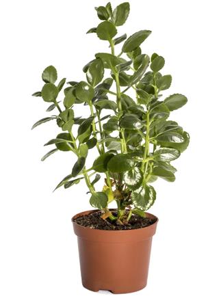 Kalanchoe Bush in Pot