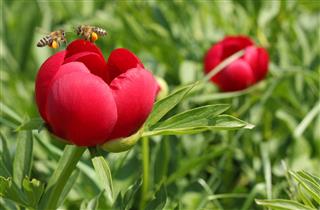 Peony