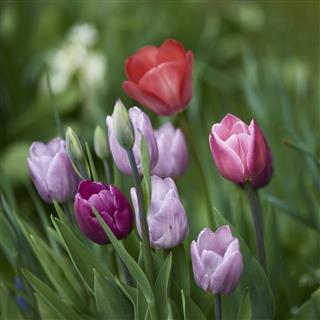 Tulips