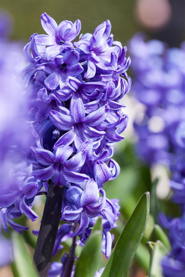 Sea Of Lavender