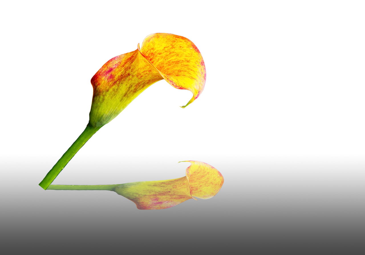 Calla Lily