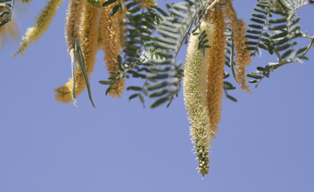 Mesquite tree blossoms