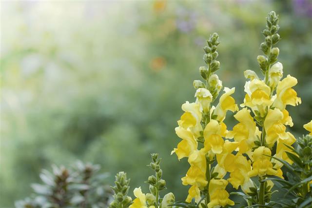 Antirrhinum Majus