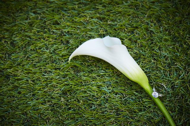Calla Lily