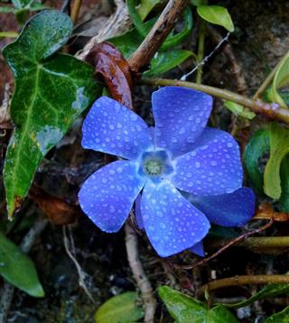 Raindrops On Blue Greater Periwinkle