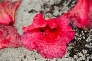 Red Rhododendron Flower