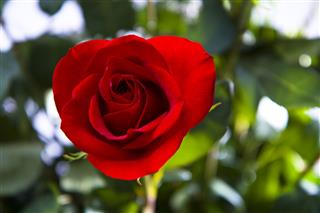 Red Rose