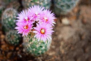 Cactus Flowers