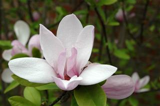 Jane Magnolia In Bloom