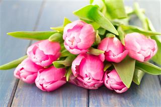Tulips