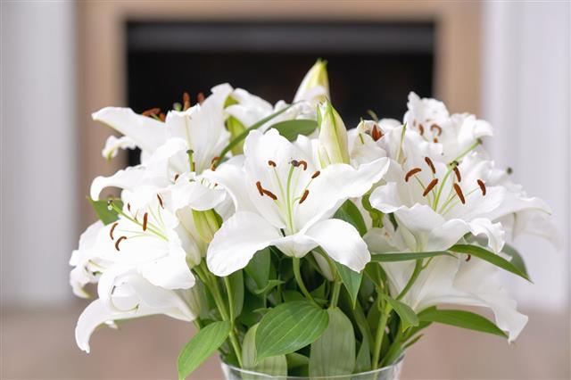 White Lily Flower