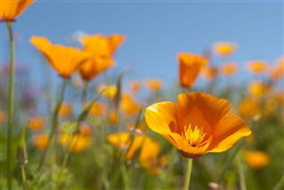 California Poppy Field