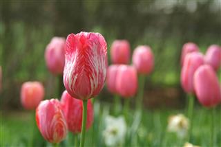 Tulip Pink And White