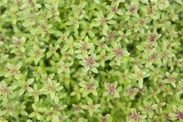 Thyme plant