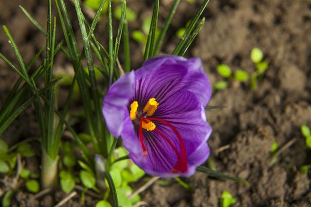 Blossoming Saffron Petal