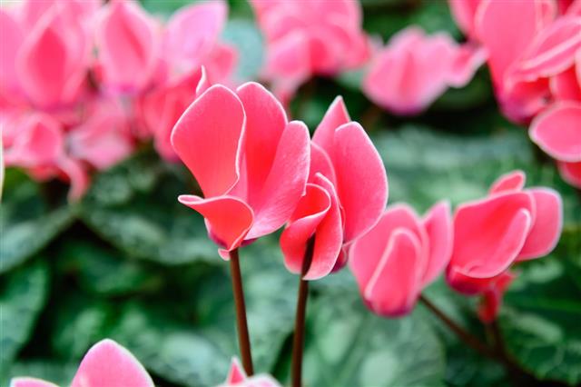 Cyclamen Flowers