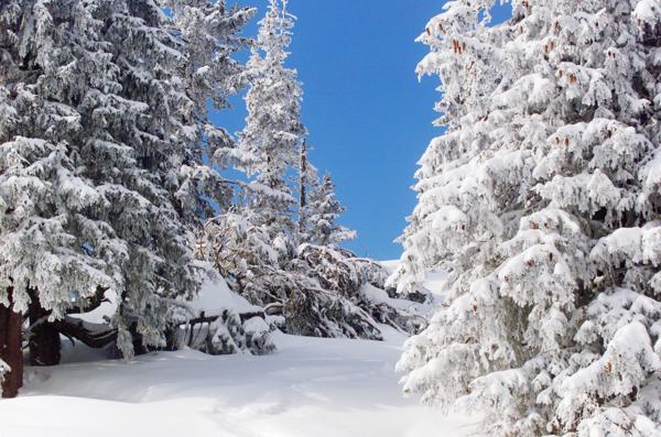 evergreen trees