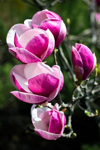 Pink Magnolia Flowers
