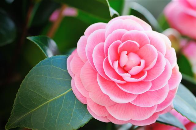 Pink Camellia With Green Leaves