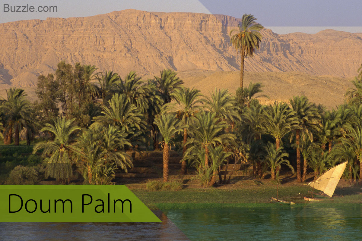 Doum Palm