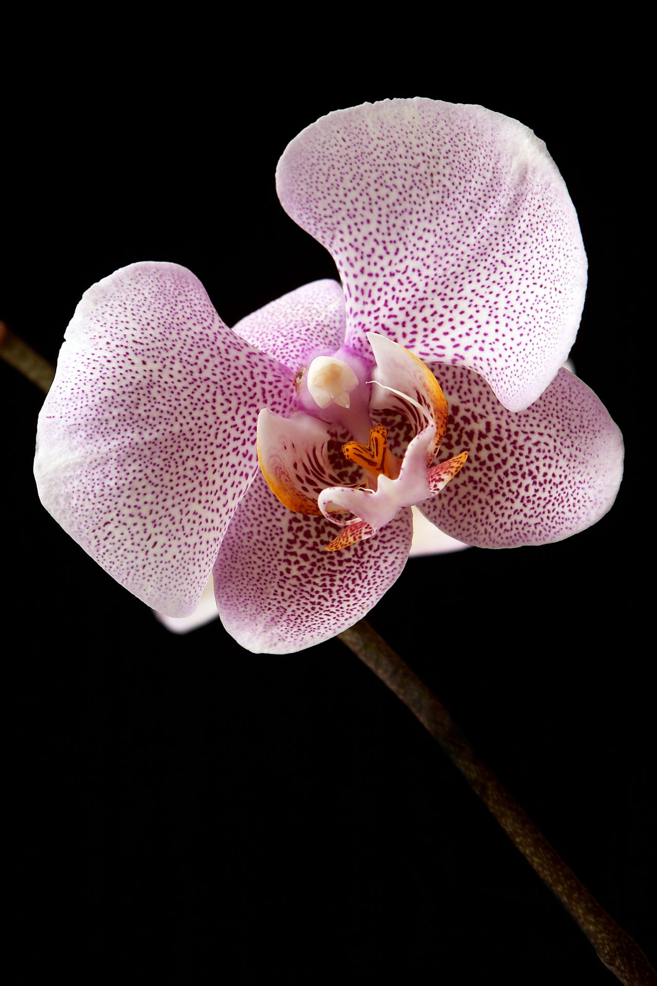 Phalaenopsis Orchid