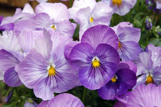 Pansies
