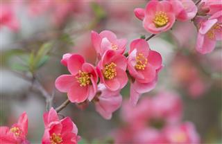 Flowers Of Japanese Quince Tree