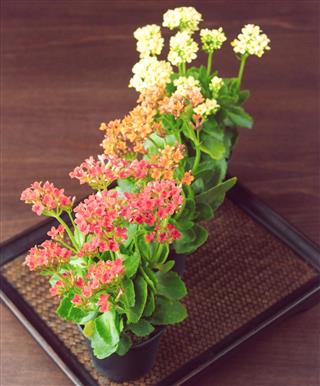 Beautiful Kalanchoe Flowers in Small Pots