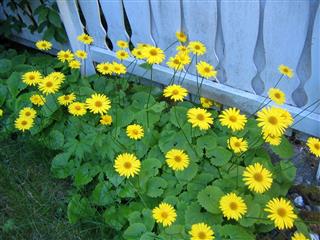 Chrysanthemums