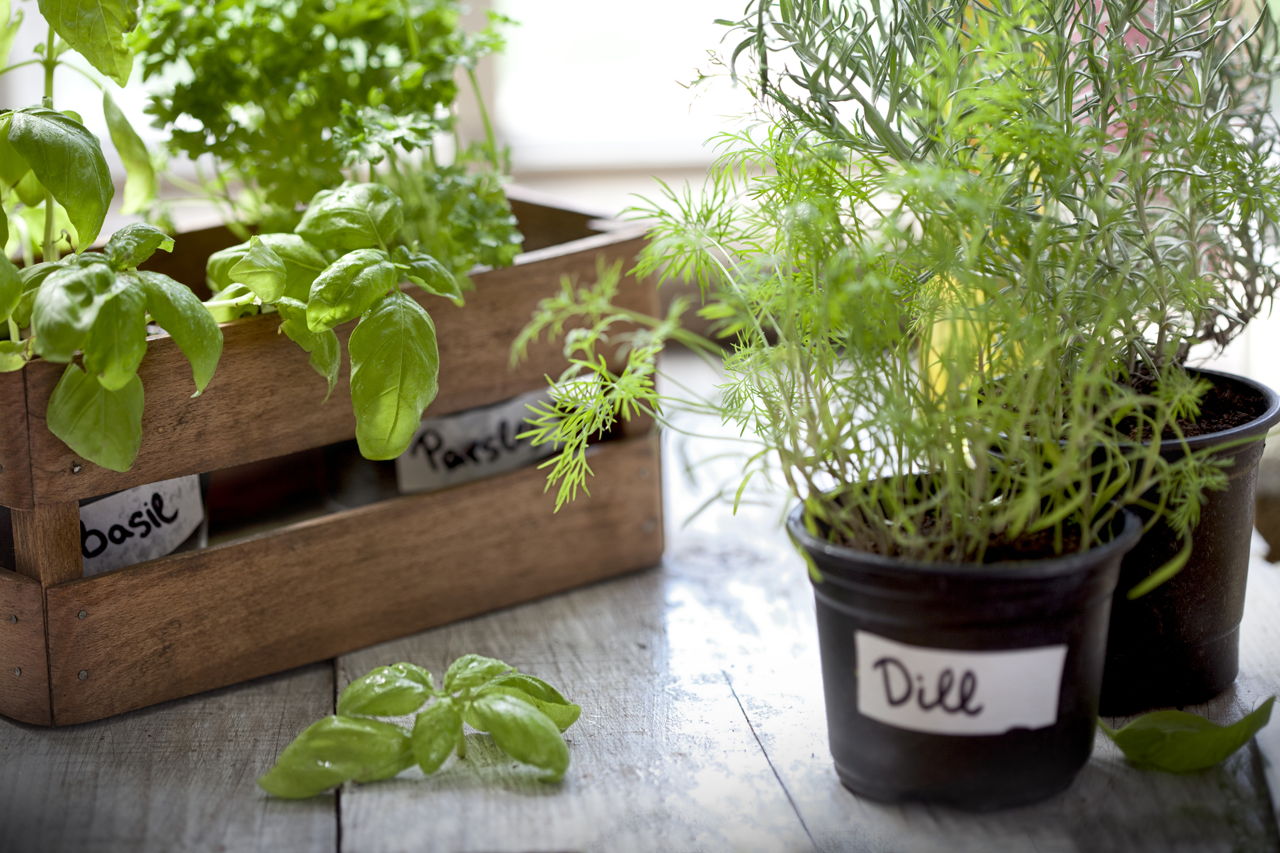 Indoor Herb Garden