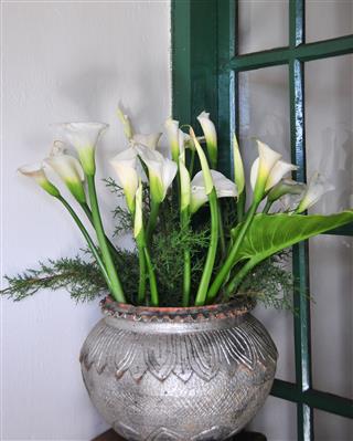 Calla Lilies In A Pot