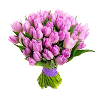 Violet Tulips