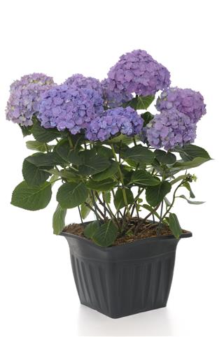 Flowerpot With Hydrangea Shrub