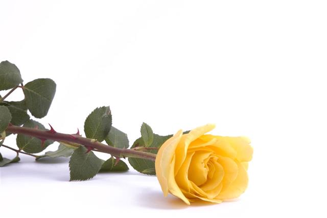 Yellow Rose