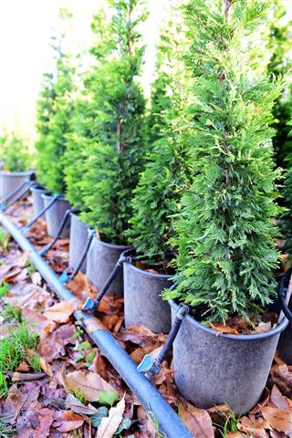 Leyland Cypress Tree