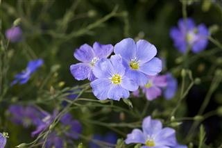 Blue Flax Flower