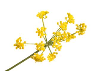 Wild Fennel Flowers