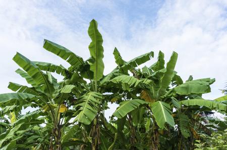 banana plant