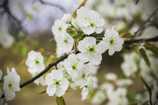 Pear Flower