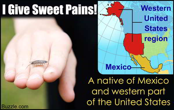 mexico map