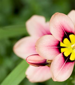 Pink Flower
