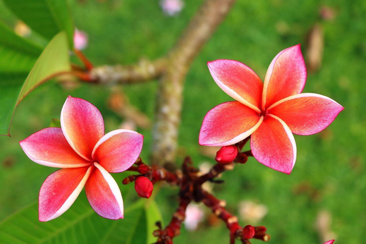 Closeup Pink Plumeria In The Garden