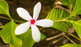 Gardenia Flower