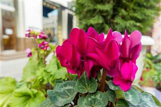 Pink Cyclamen Flowers