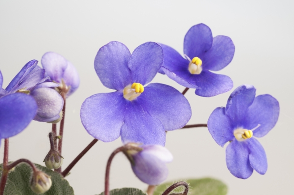 Violet (Blue)