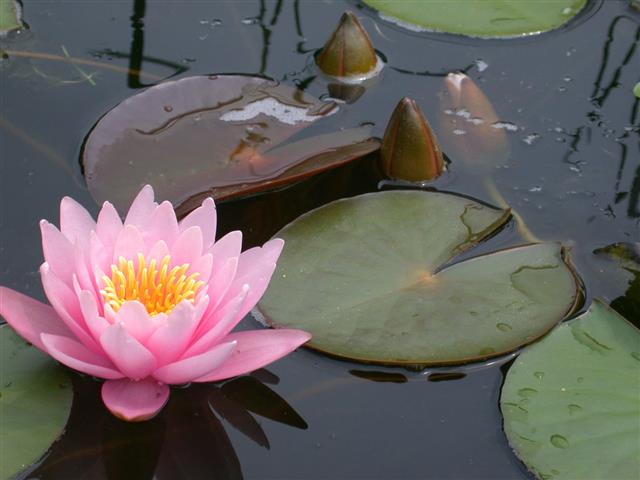 Pink Water Lily